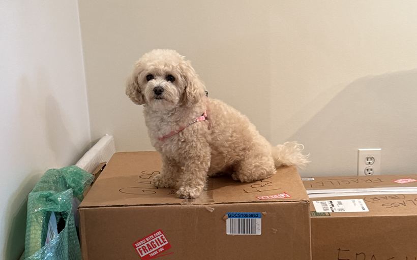 A customer&rsquo;s dog sitting on a packed moving box